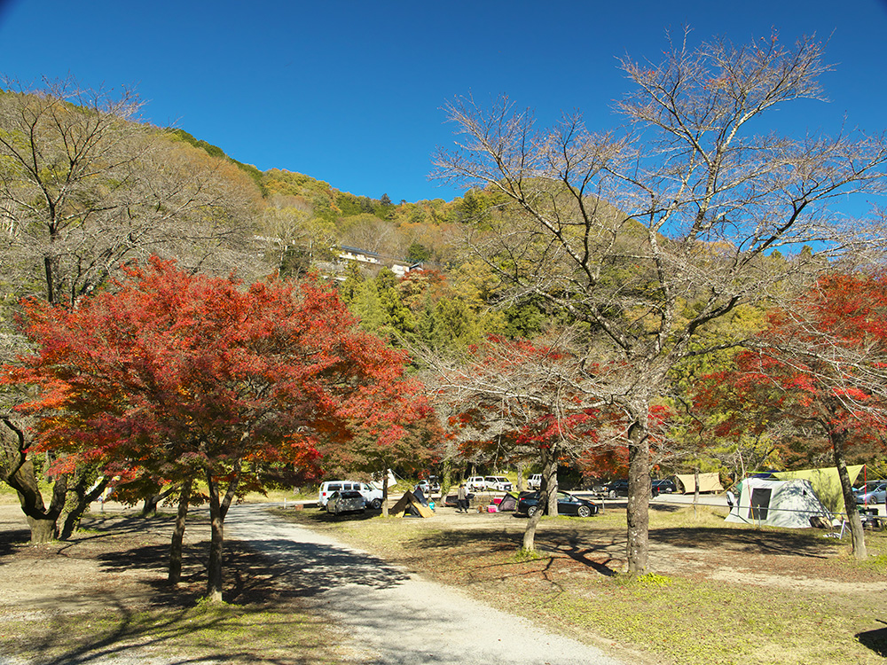   【紅葉が見頃】ファミリー層にも嬉しい！天然温泉などの設備が充実◎道志川沿いで魚釣りもできる「青根キャンプ場」＠神奈川県